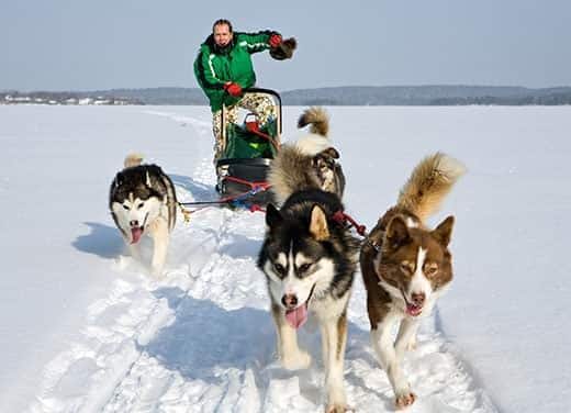 Team van hondenslee-husky's trekt man en slee door winters landschap.
