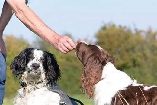 Aan Engelse springer spaniel hond wordt buiten een traktatie gegeven terwijl hij naast een andere spaniel zit.