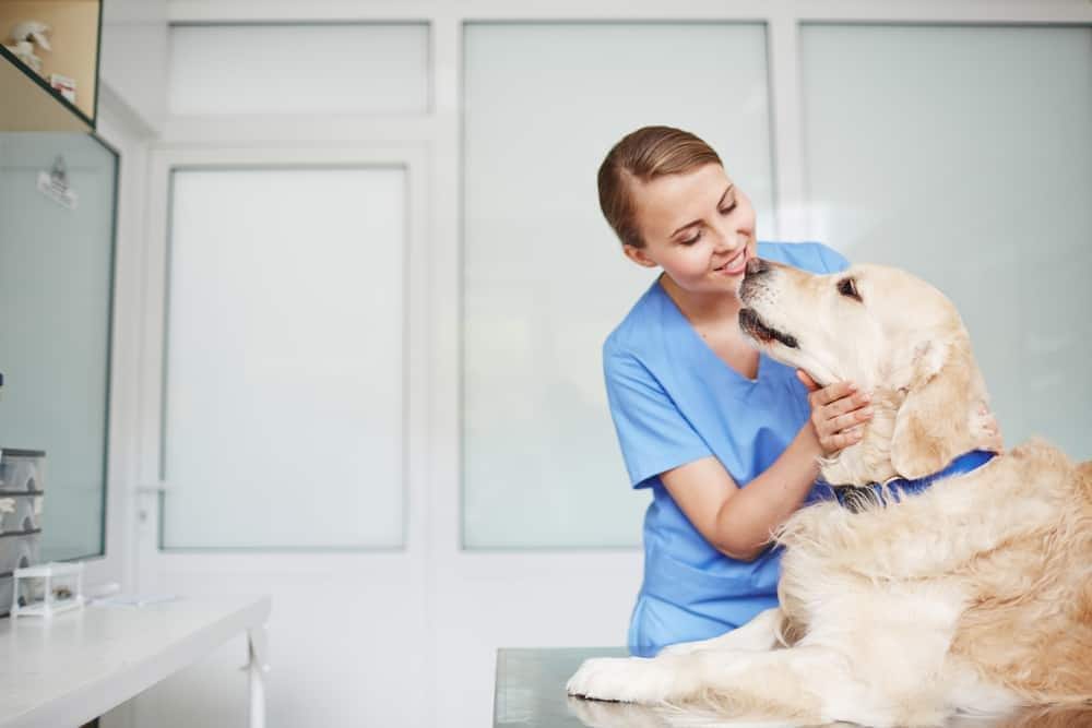Jonge vrouwelijke dierenarts in blauw uniform inspecteert een golden retriever met blauwe halsband op tafel tijdens controle.
