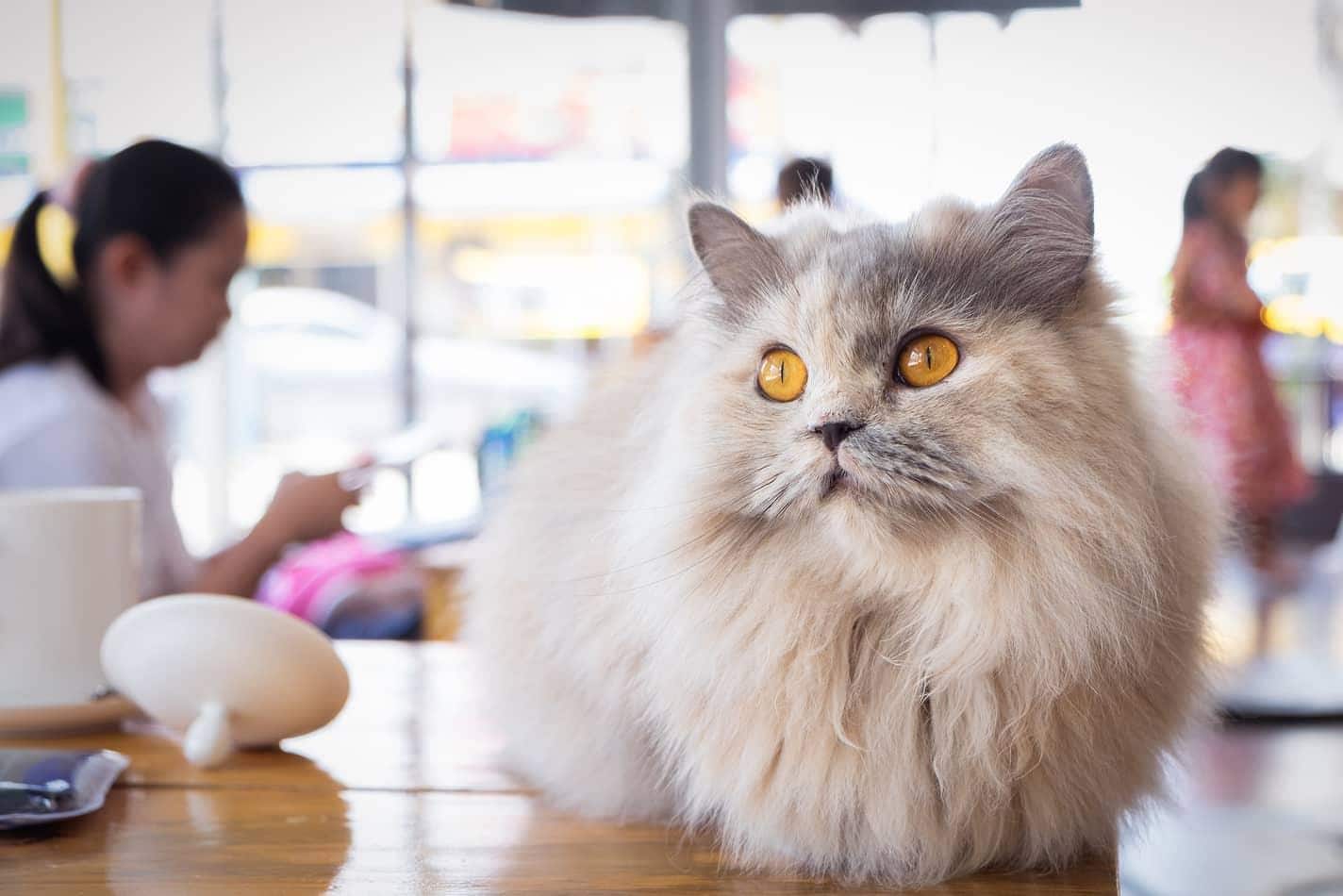 Pluizige wit met grijze kat die op een houten tafel in een kattencafé zit
