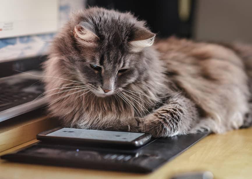 Nieuwsgierige pluizige kat onderzoekt een smartphone