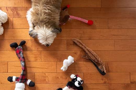Een kleine donzige hond in vogelvlucht liggend op een eiken hardhouten vloer met speelgoed erom heen verspreid.