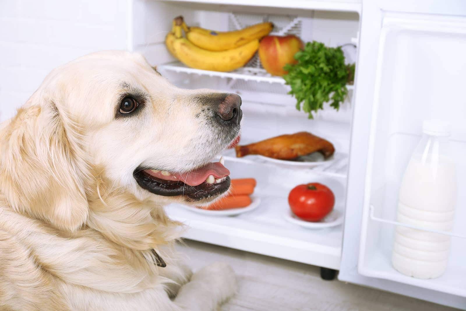 Golden retriever zit bij een open koelkast met groente en fruit