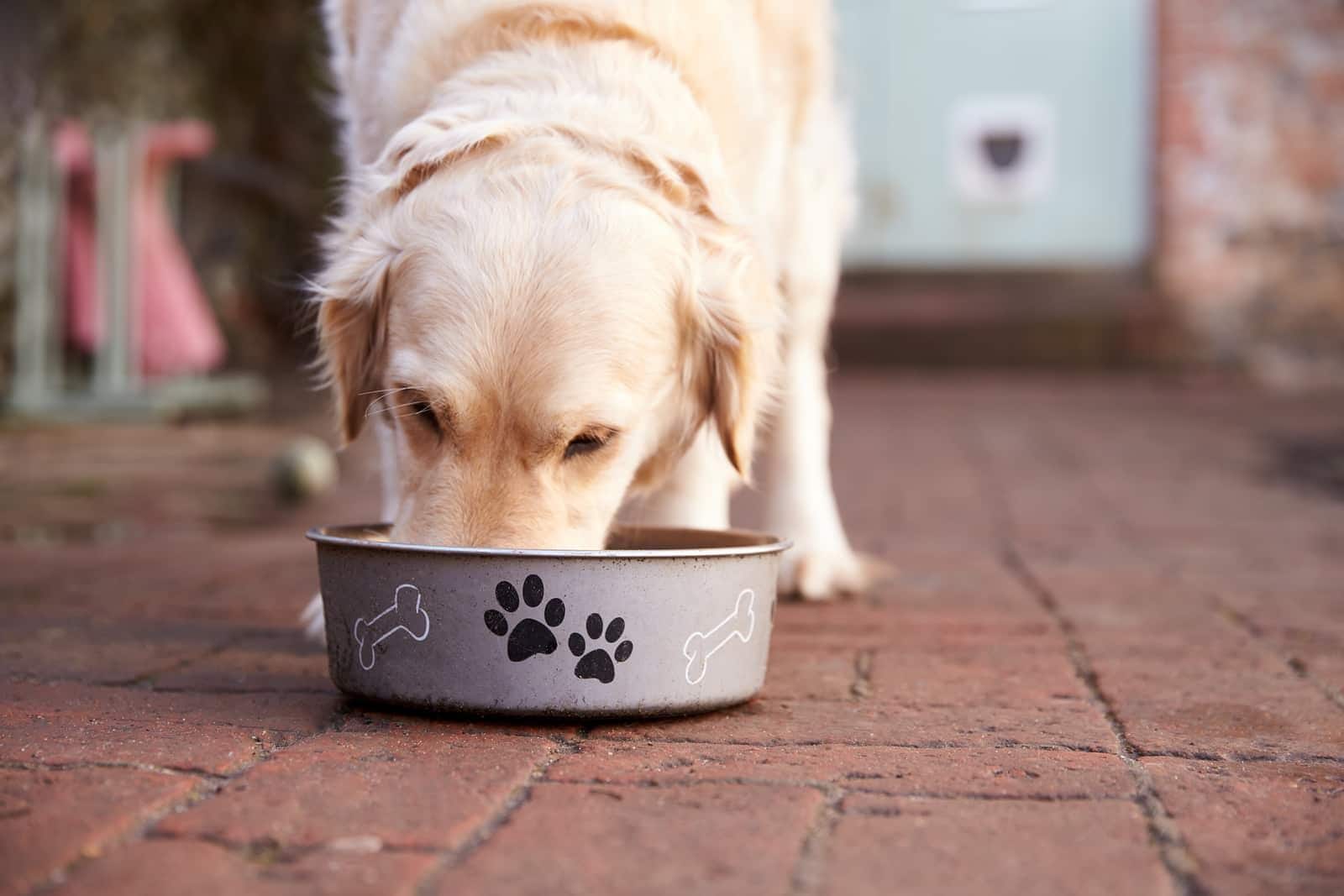 Golden retriever die op een vloer uit een witte hondenvoerbak eet