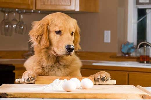 Golden retriever staat nieuwsgierig tegen een aanrecht waarop eieren en bakbenodigdheden liggen.