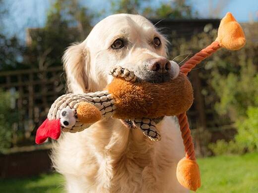 Een vrolijke hond met een zacht speeltje