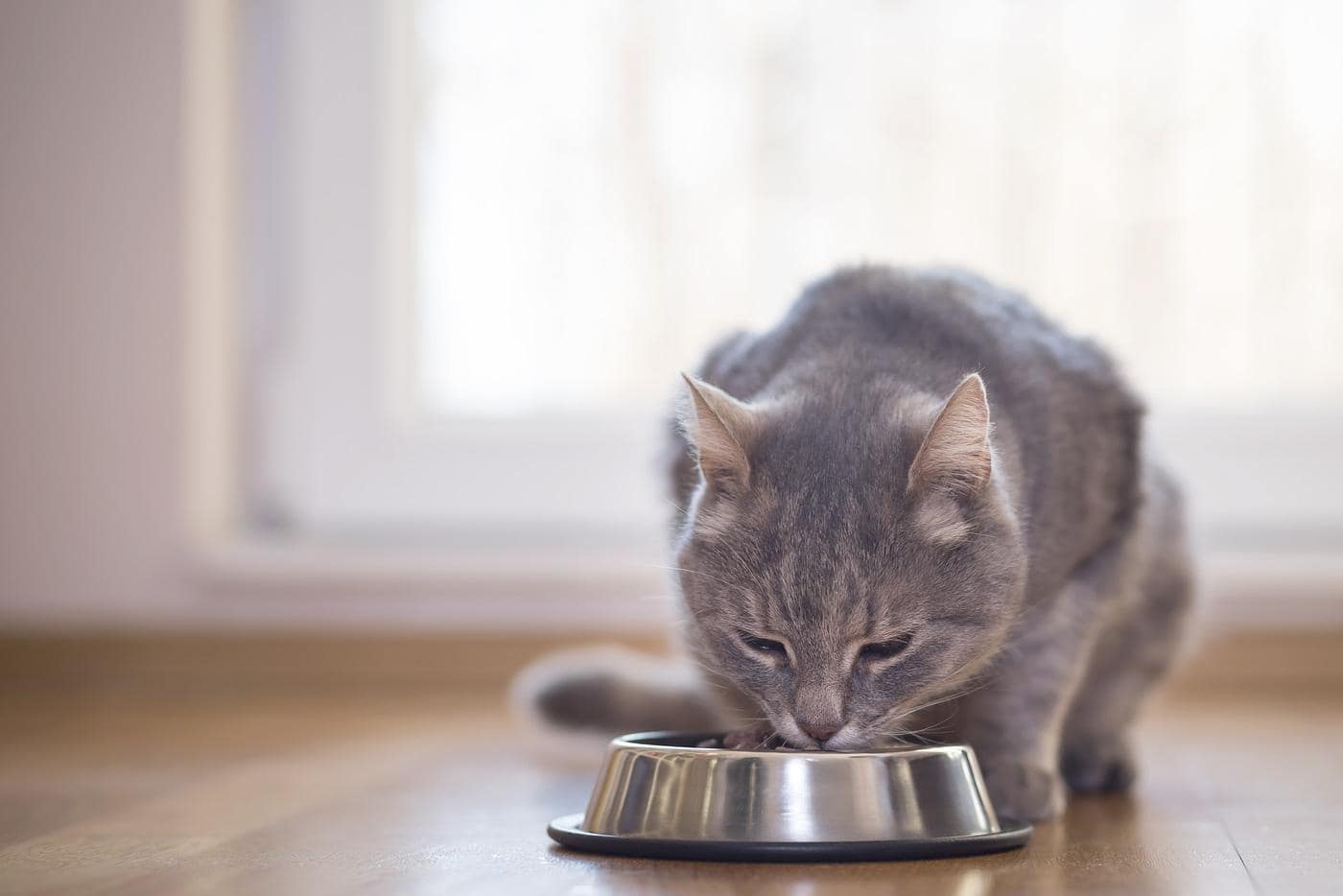 Prachtige cyperse kat die naast een etensbak op de vloer zit te eten bij het raam van de woonkamer.