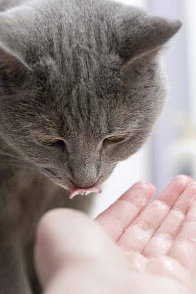 Grijze kat likt iets van een mensenhand.