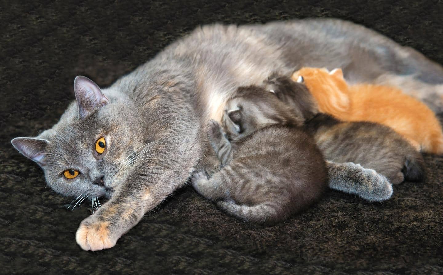Grijze kat met felgele ogen die kittens zogen