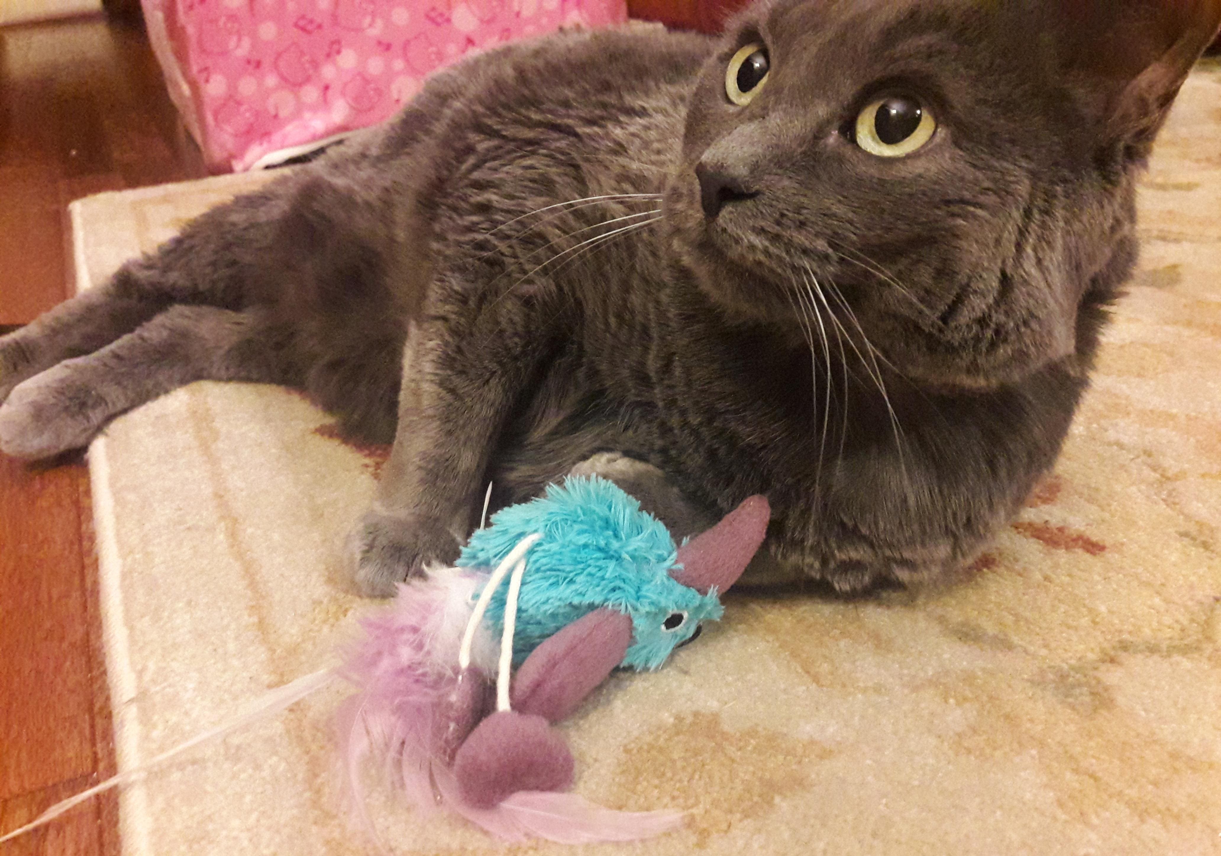 grijze kat speelt met speelgoed vogel aan een touw