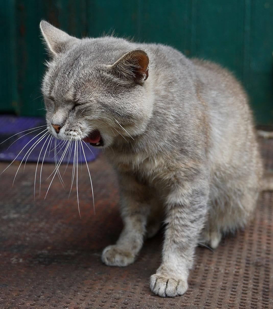 gapende grijze kat op drempel