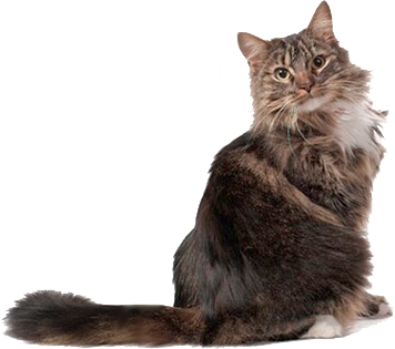 Haarbal van een kat