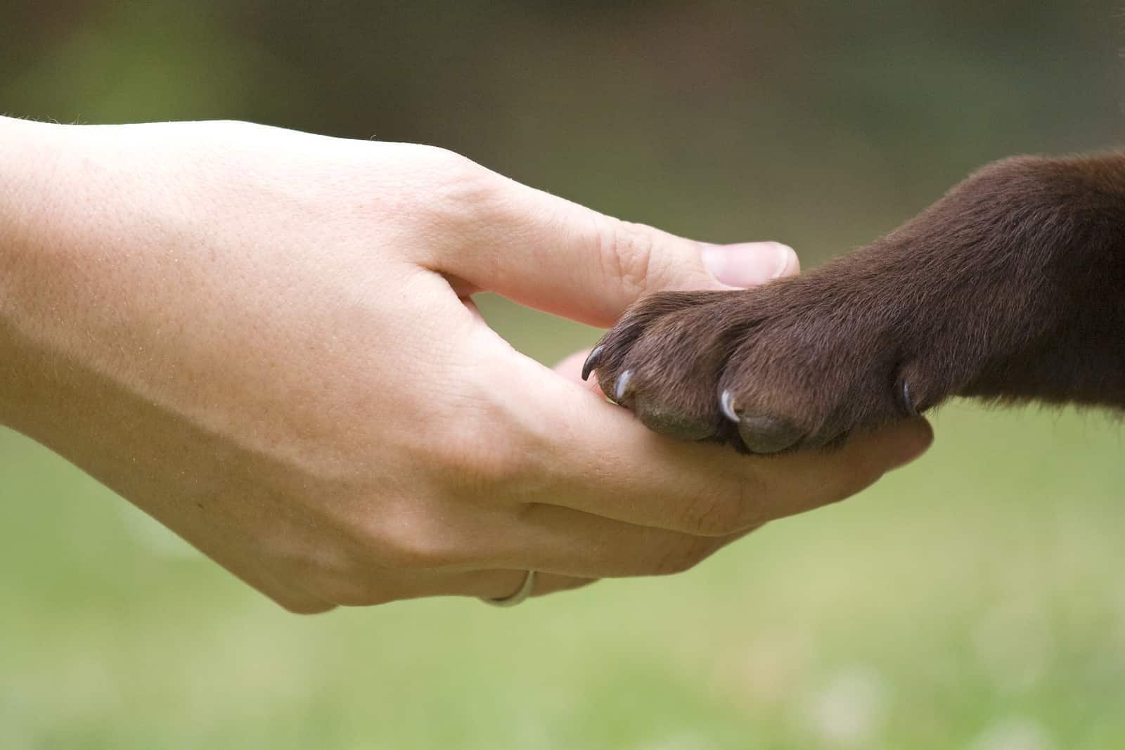 hand-met-chocoladebruine-labrador-poot-SW Hand met chocolade bruine labrador poot.