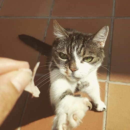 Kat strekt zich omhoog naar een hand met een klein stukje ham. 