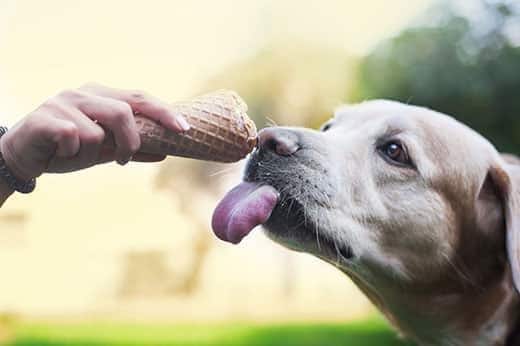 Hand die een ijswafel aanbiedt aan een labrador met een uithangende tong.