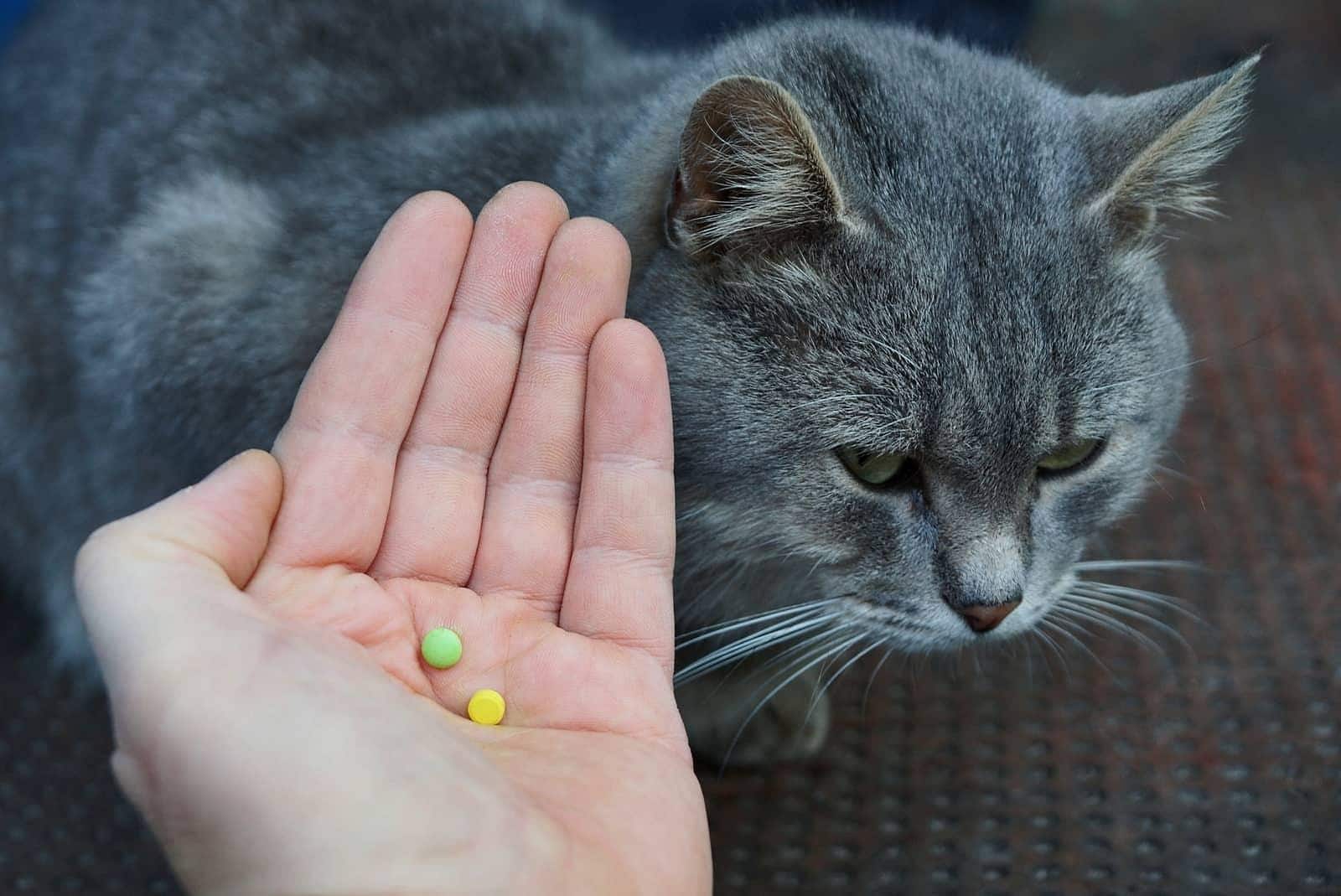 Hand met pillen boven een grijze kat.