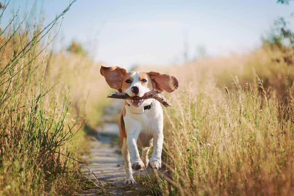 spelende Beagle