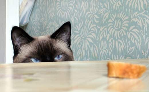 Himalya kat met blauwe ogen kijkt over de tafel naar een boterham