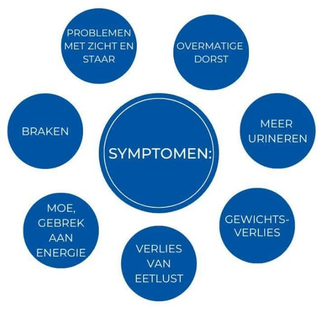 Diabetes bij honden