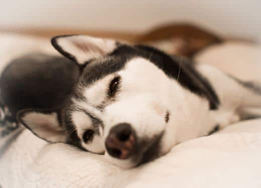 Close-up van een Husky die op zijn zij op een bed ligt.