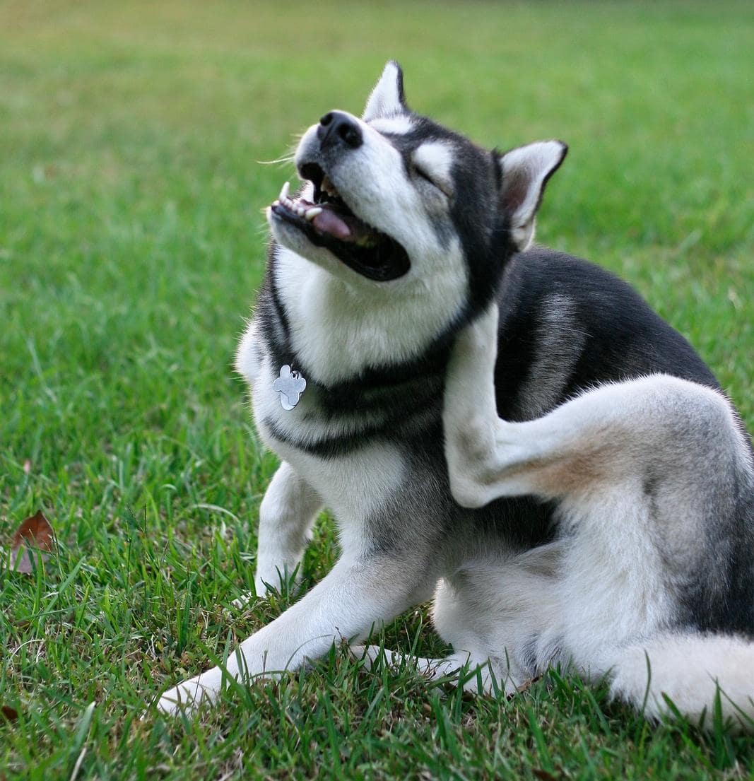 Siberische Husky krabt aan vlooien in de tuin