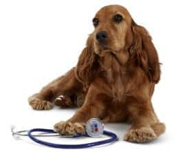 Afbeelding hond