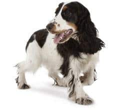 Gezonde puppy