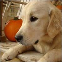 Foto van hond