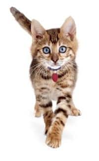 Lopende kitten