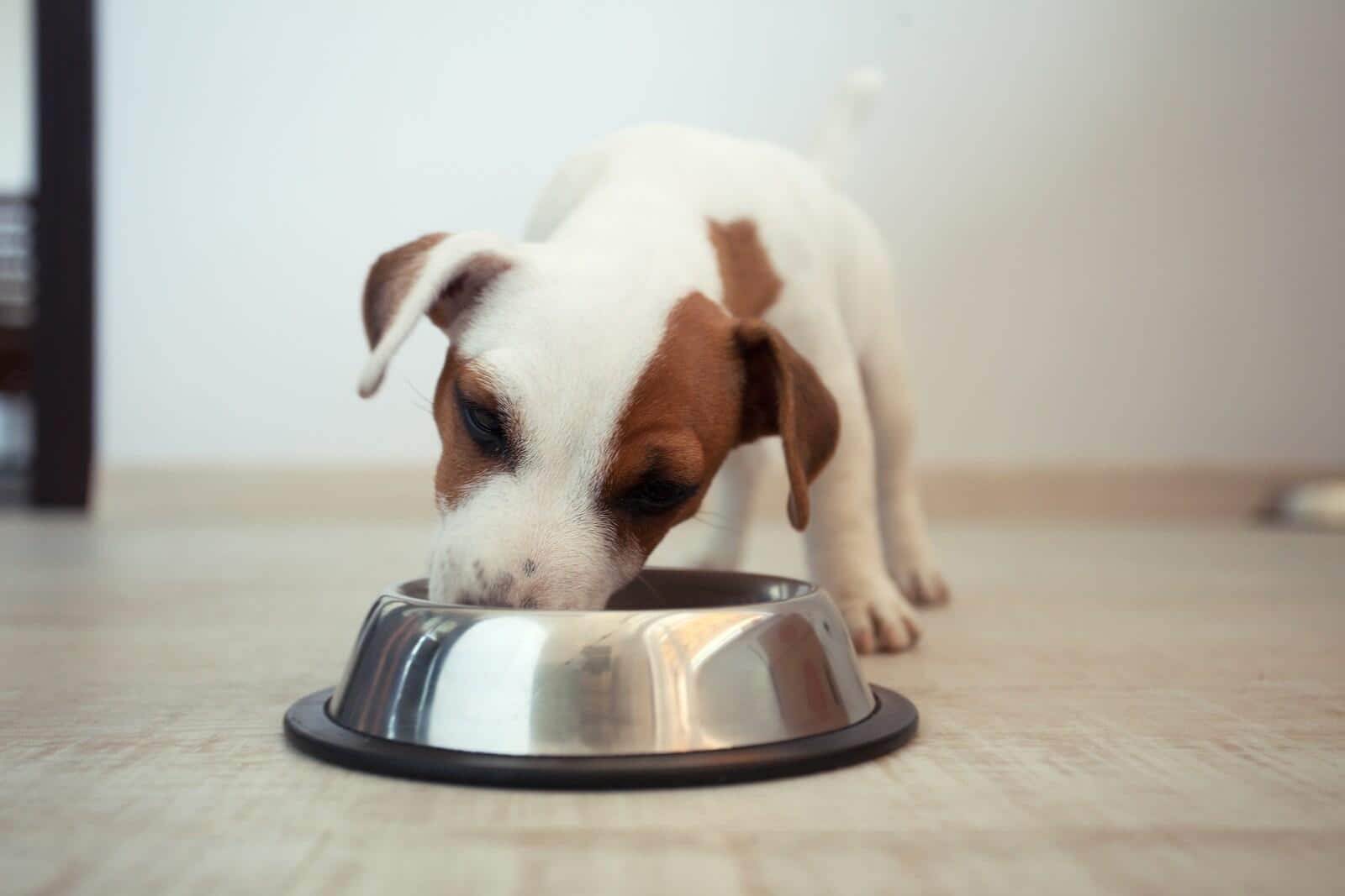 Puppy van een jackrussellterriër eet voer uit een zilveren bak.