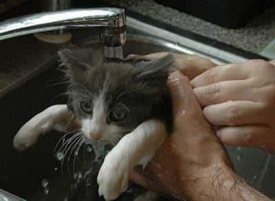 Grijswitte kitten wordt gewassen in de gootsteen.