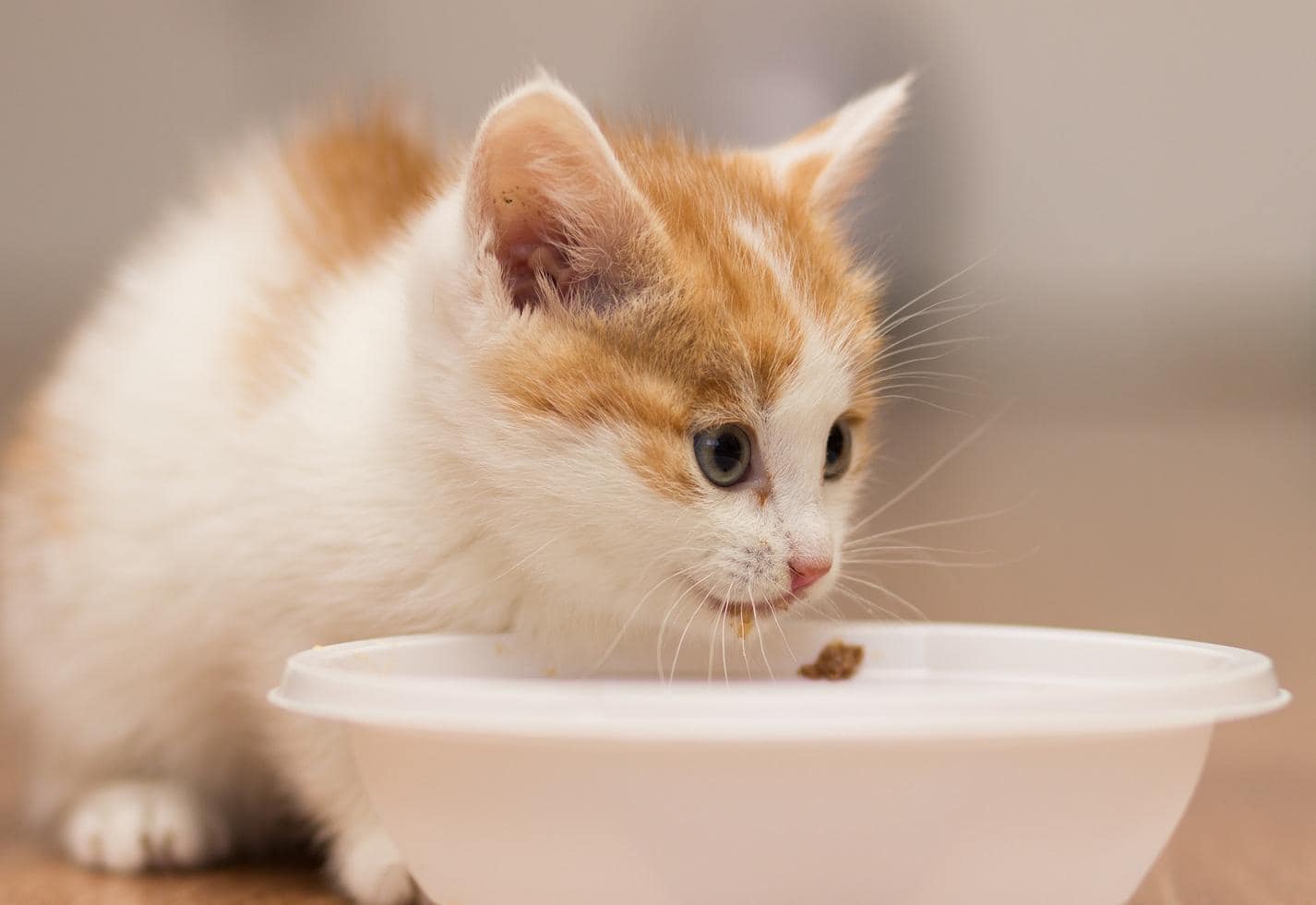 Kitten eet voer van een bord