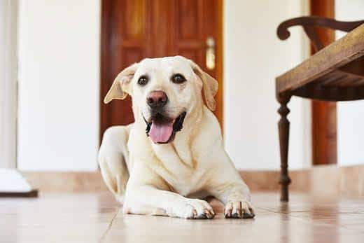 Labrador-retriever ligt thuis op de vloer.