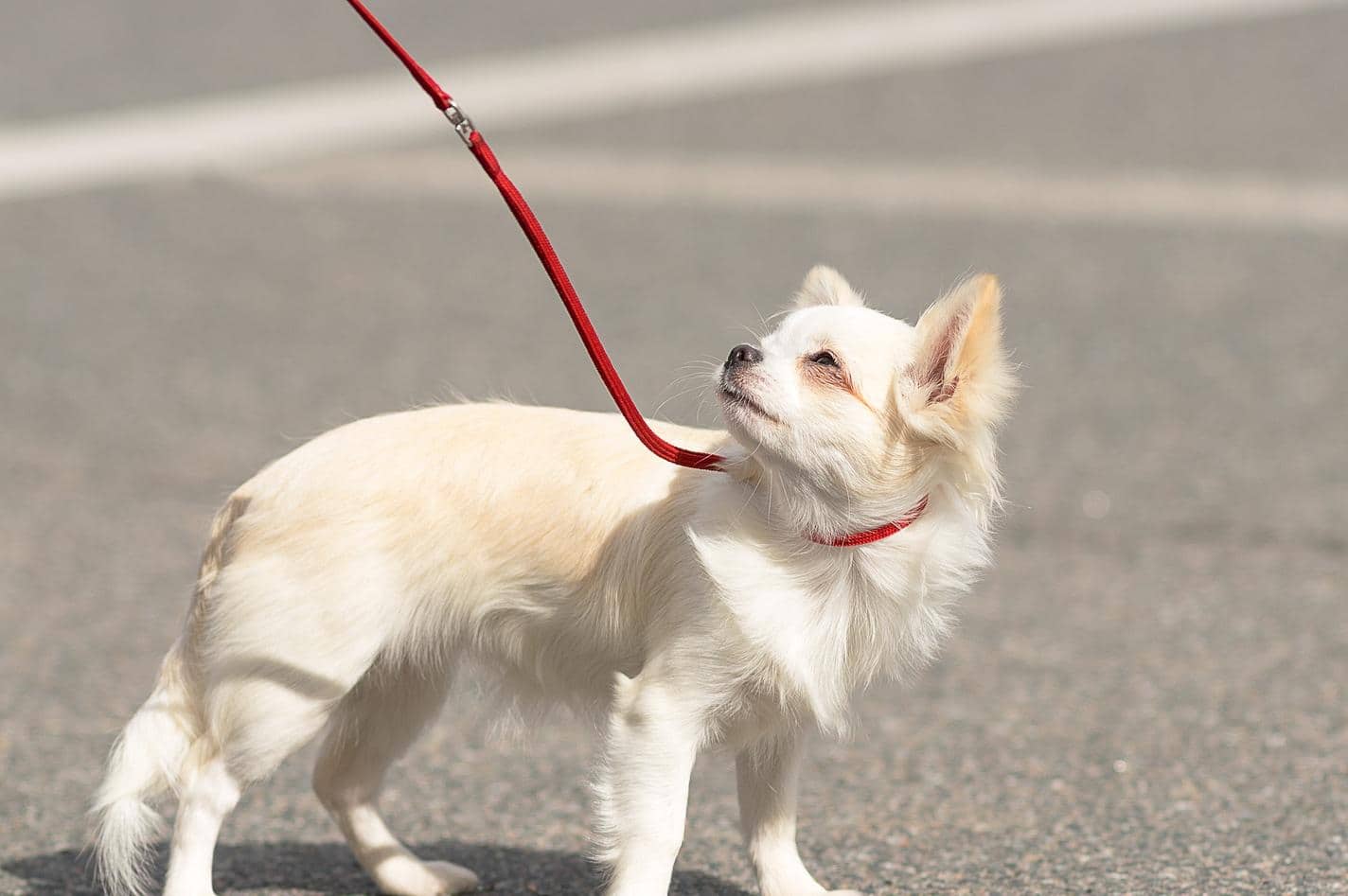 Aangelijnde langharige Chihuahua fronst in de felle zon.