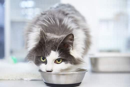 Langharige grijs-witte kat eet uit een kattenvoerbak