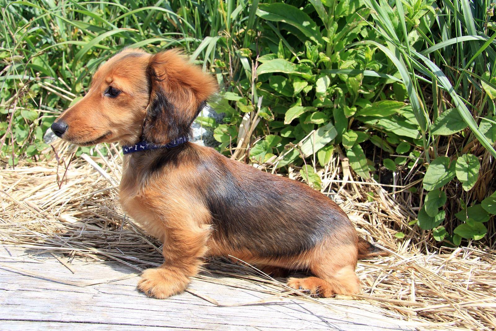 Puppy van een bruine langharige tekkel buiten.