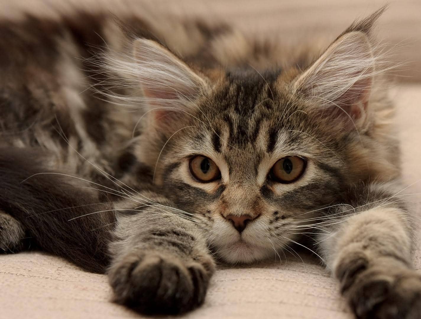 maine coon kitten ligt en strekt poten vooruit