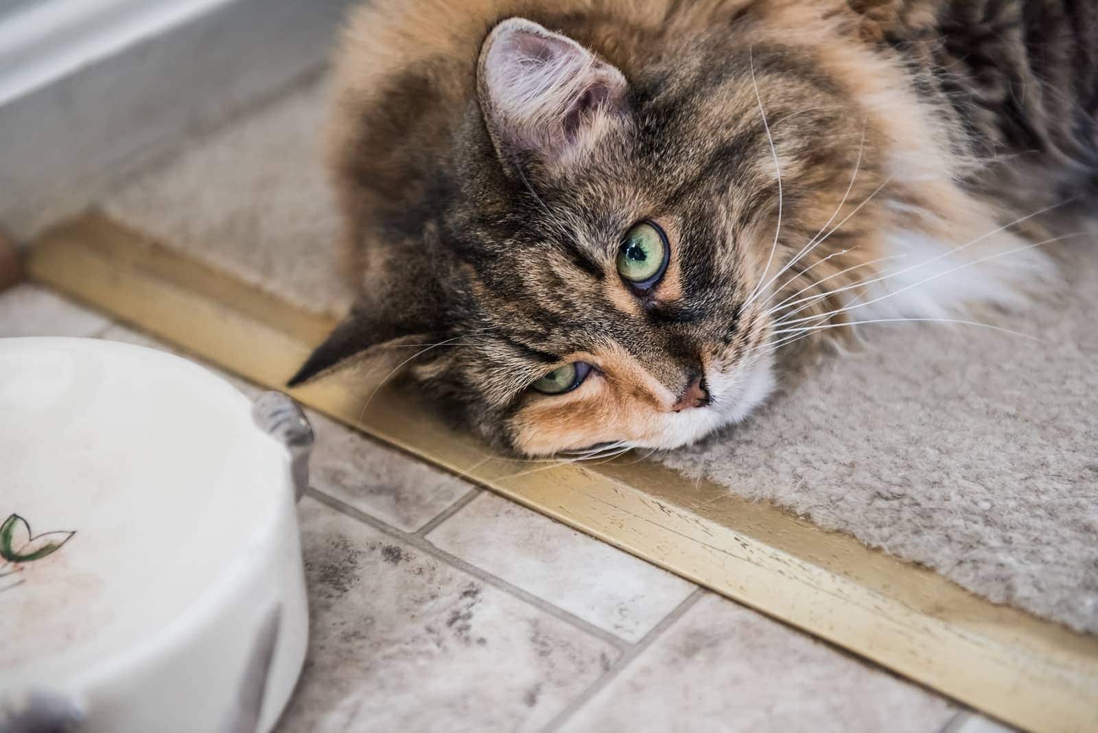 Maine Coon die op de grond uitgestrekt naast een voerbak ligt