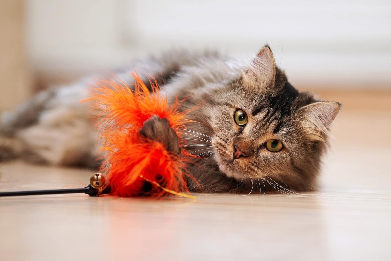 Maine coon speelt met oranje kattenspeeltje op de grond.
