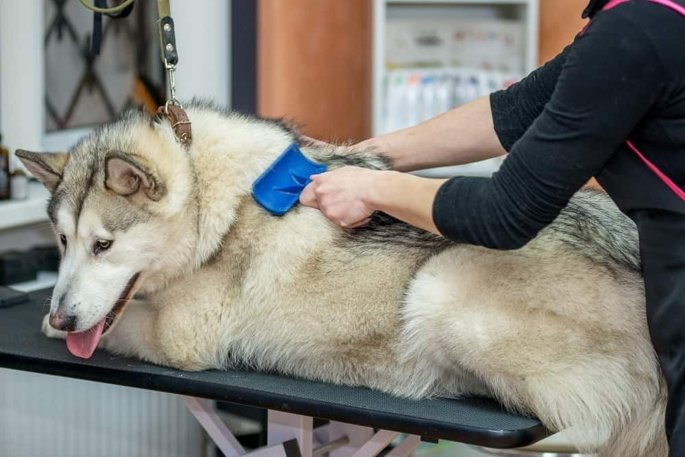 Er wordt een malamute verzorgd in een professionele hondensalon