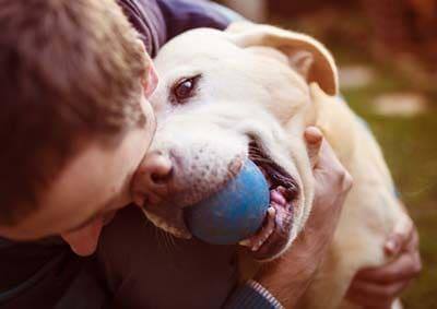 Man knuffelt een beige labrador met een blauwe bal in zijn bek.