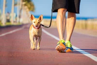 Kleine bruine hond aan de lijn met rode halsband loopt naast een man op een promenade bij de oceaan.