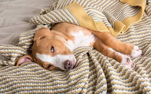 Puppy van gemengd ras ligt op zijn zij, bedekt met een deken met gele en grijze strepen.