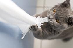 Grijze kat kauwt op toiletpapier en trekt eraan.