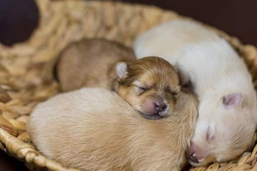 Pasgeboren Dwergkeeshond-puppy's slapen samen in een mand.
