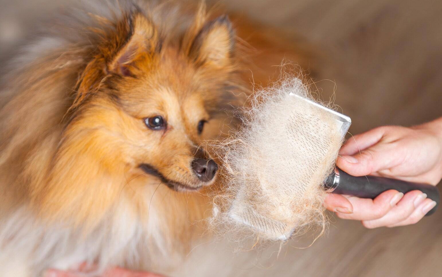 Bruinrode en witte langharige hond wordt geborsteld.