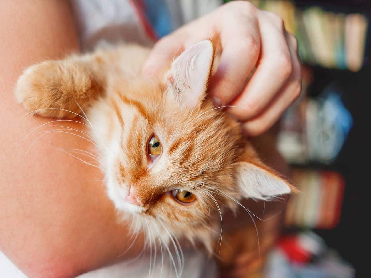 Armen die een pluizige oranje kat vasthouden