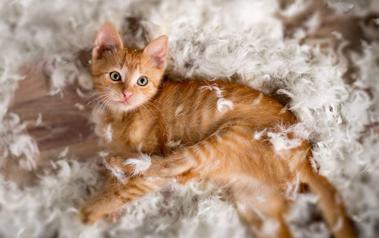 Kleine kitten die met veren speelt
