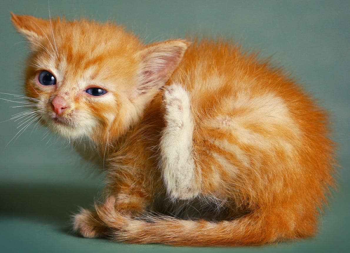 Bruin-rode kitten krabt zijn oor met een slechte poot.