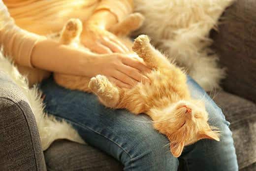 Rode tabby ligt op zijn rug op de schoot van een vrouw terwijl ze zijn borst aait.